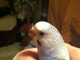 My parrot nose has Problem!!!