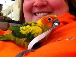 Advice for new Sunny Owner?