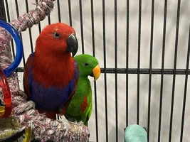 My birds need a new home