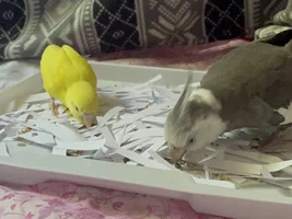 Setup for clipped parrots (small)