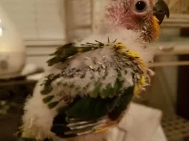 Conures sleeping on backs???