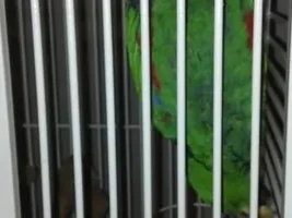 Anansi's Old Photo Album