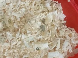 baby cockateil help