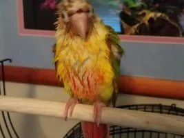 Our new "BABY" Green Cheek Conure