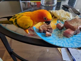 PLS HELP 🚨 BIRD ATE A CHEETO