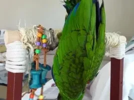 Pics and an update on Poe