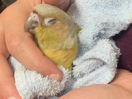 Show me your sleepy bird photos