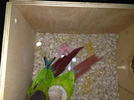 baby #1 hatched!