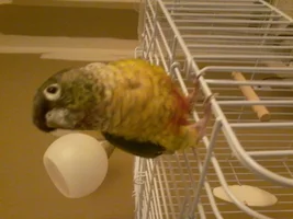 Conure Molting Or Feather Plucking?