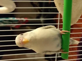 Parakeet gender