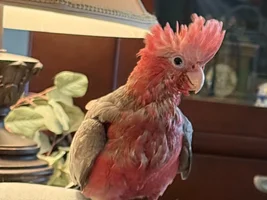 non-urgent mischief update!