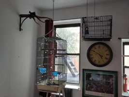 Sick Parrot: people food, poison?