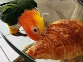 Cha-Cha has 5 eggs