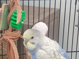 Is it that a male,,, or female?