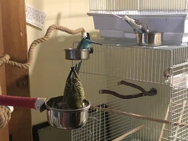 The Ins, Outs, and Upside Downs of Budgie Parenting