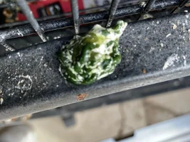 Abnormal faeces in my Sun Parakeet