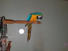 Hello feathered friends and humans!