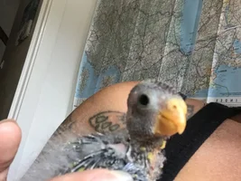 4 week old rosellas chick.. advice required