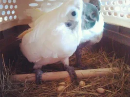 New Additions: Rescued Umbies Athena and Apollo