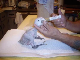 Hello fellow parrot people!