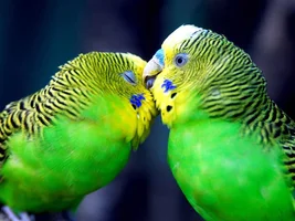 BirdyBee's Digital art thread