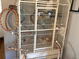 Umbrella cockatoo help pls
