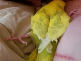 Farm Flock: follow along with *all* the birds in our flock