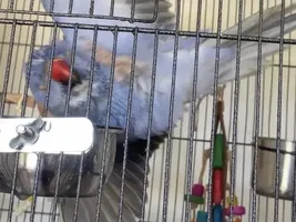 Show me your silly birds!
