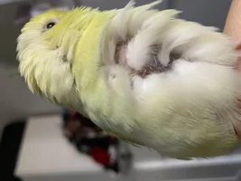 Parrotlet respiratory issue