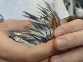 Help Shurik to be healthy!