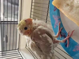 Show us your cockatiels, Please