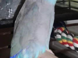 What kind of Parrotlet am I?