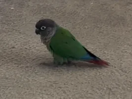 New Conure mom