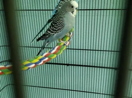 How many birds in parrot forums ?