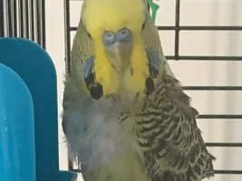 BUDGIE, picking at his feathers on his tummy