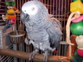 Photos of Merlin
