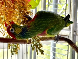 A sweet little birdie called Lovejoy 💖