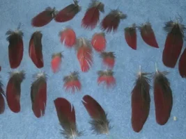 Ekkie feather coloring