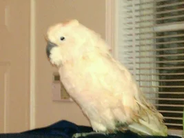 Rescued Moluccan, Suggestions Appreciated!