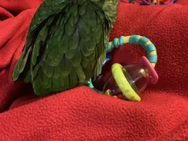 NEED HELP!! (cage)