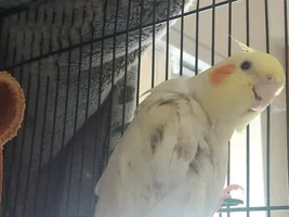 update on Angel