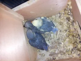 New babies...