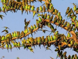 What is this parrotry/ parrottree?
