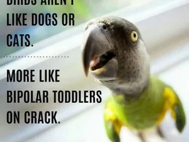 Parrot jokes/ memes