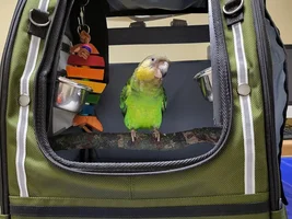 New baby to the family, questions, names etc. Birthmark? Brown Headed parrot