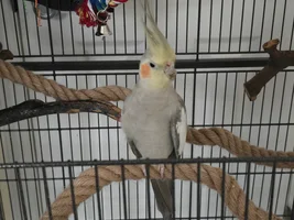 does this beak look normal? craigslist bird