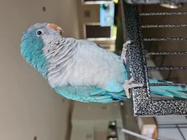 Adopted a Quaker parrot, looking for advice!