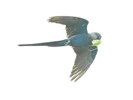Spix's macaws being set free!
