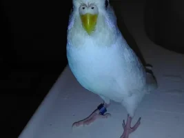 budgie gender trouble?!?