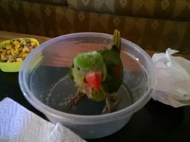 New alexandrine owner